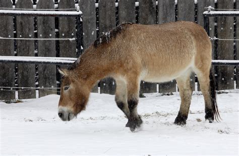 Elderly Przewalski’s Horse Dies at Smithsonian’s National Zoo | Smithsonian Institution