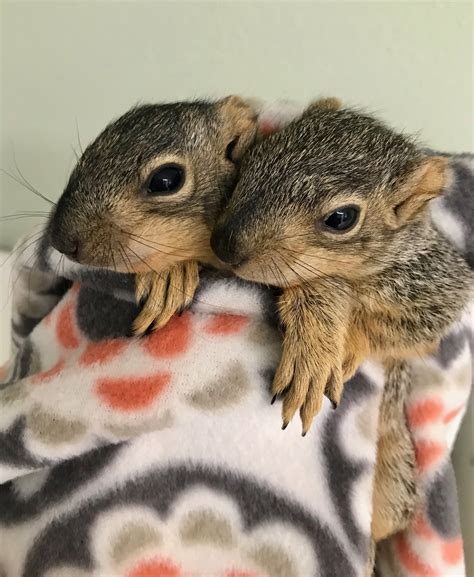 fox squirrel babies 6 weeks old