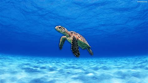 Sea Turtle Wallpaper Desktop (69+ images)