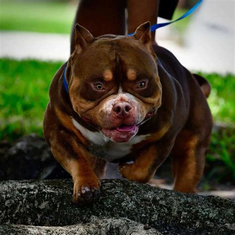 The Ultimate Comprehensive Guide On Micro Bully Dog Breed