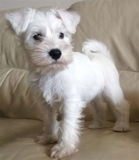 Miniature Schnauzer – Smart and Obedient | Miniature schnauzer puppies ...