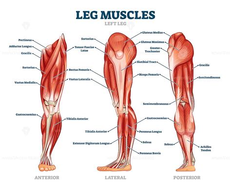 Leg muscle anatomical structure, labeled front, side and back view diagrams - VectorMine