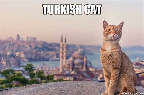 Turkish cat. - 9GAG