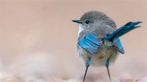 Splendid Fairy-wren - BirdLife Australia