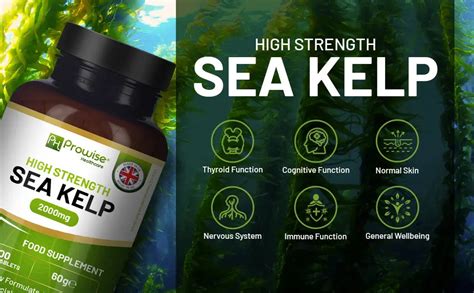 Everything You Need To Know About Sea Kelp & Its Health Benefits