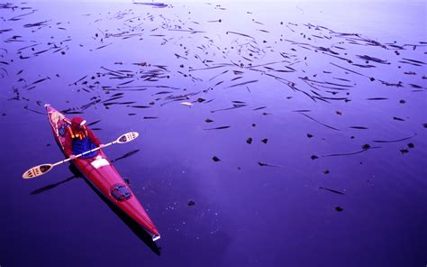 Hanson's Island Bullhorn Kelp, in the Shadow of the Cove Purple Party ...