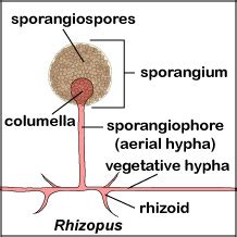 Lab 10: Fungi, Part 2 - The Molds - Biology LibreTexts