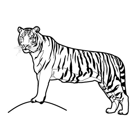 Tiger Face Drawing Pencil | Free download on ClipArtMag