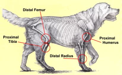 Osteosarcoma in Dogs – A Painful & Aggressive Bone Cancer