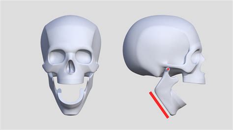 The Human Skull: Range of Motion of the Jaw bone - Buy Royalty Free 3D ...