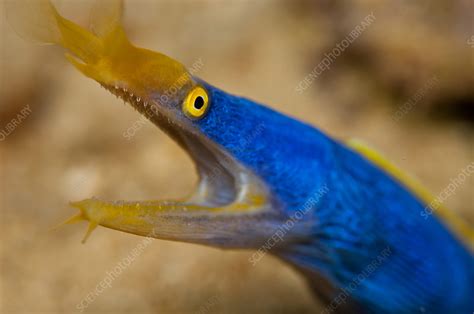 Blue Ribbon Eel - Stock Image - C017/2825 - Science Photo Library