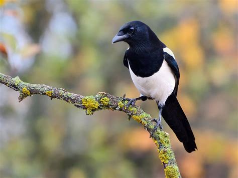 Magpie Nesting (All You Need To Know) | Birdfact