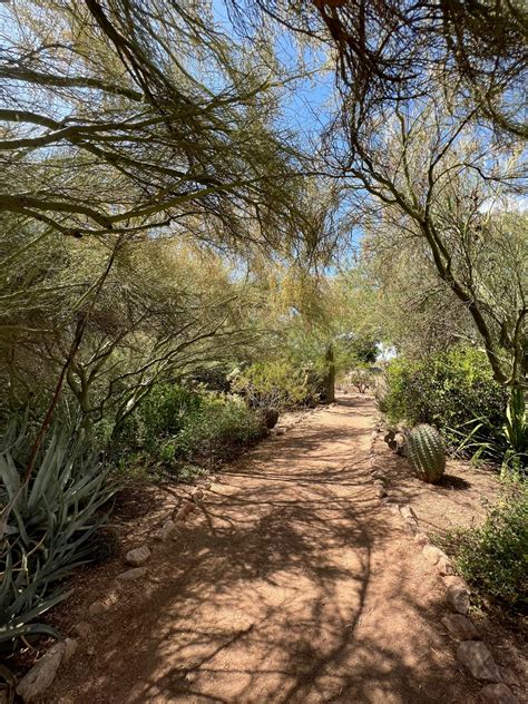 Best native and desert plants for Arizona gardens: Photos