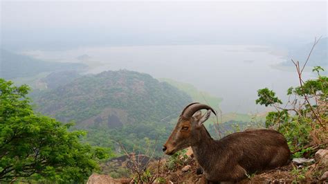 T.N. government sets up Nilgiri Tahr conservation project - The Hindu