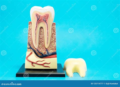 Tooth anatomy. stock image. Image of bone, dentistry - 125714777