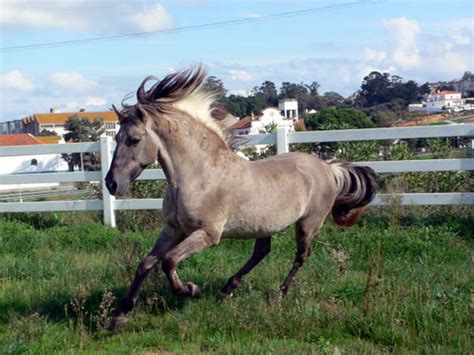 Sorraia Horse Breed Information, History, Videos, Pictures