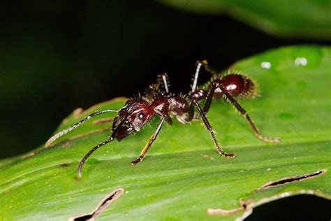 The Excruciating Bullet Ant Glove Test Of The Mawé People [VIDEO]