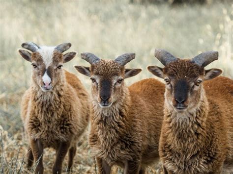 Premium Photo | Portrait of three soay lambs