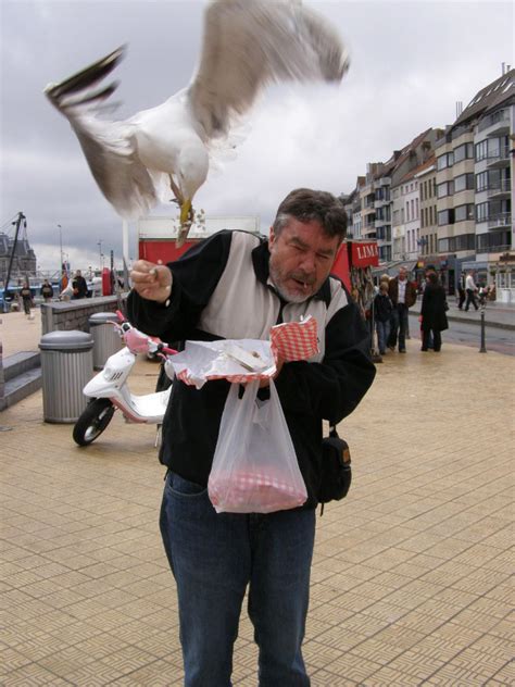 Seagulls Stealing Food Are Funny And Terrifying