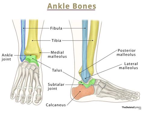 Ankle Bones - Names and Anatomy With Labeled Diagrams