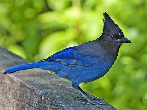 Birds - Yosemite National Park