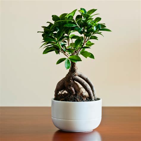 Indoor Ficus Plants - Care Instructions | Indoor Gardening