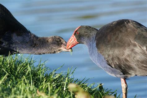 Baby Pukeko Stock Photos - Free & Royalty-Free Stock Photos from Dreamstime