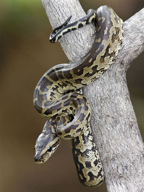 Five frightful African snakes that are really quite beautiful | Discover Africa Safaris