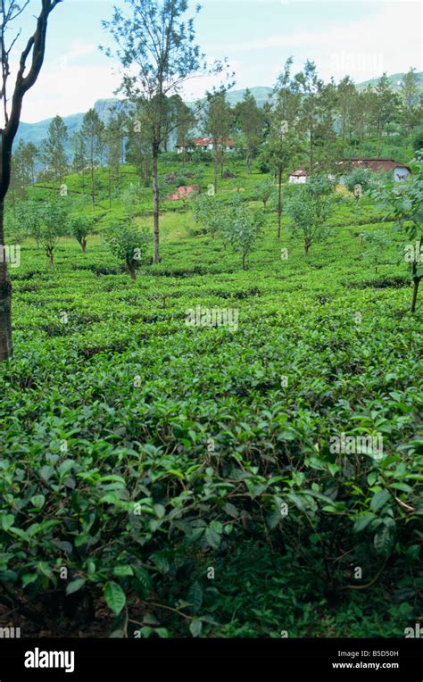 Tea plantations Nuwara Eliya area Sri Lanka Asia Stock Photo - Alamy