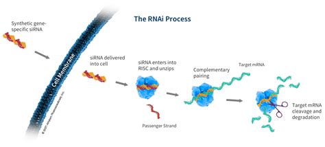 RNAi Therapeutics | How RNA Interference Works | Alnylam® Pharmaceuticals