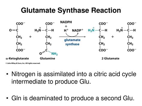 Monosodium glutamate allergies: MSG Allergy: Symptoms, Testing, and ...