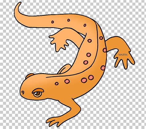 Salamander Eastern Newt PNG, Clipart, Amphibian, Animal Figure, Artwork ...