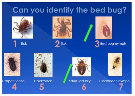 How to Identify bed bugs in your home: Bed Bugs Northwest