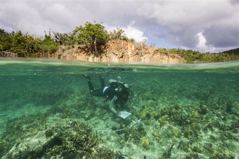 Keeping an Eye on the Coral – Coral Reef Monitoring at Virgin Islands ...