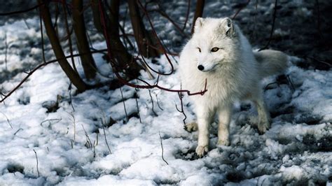 Life in the north: our top 6 Arctic wildlife experiences | The Good ...