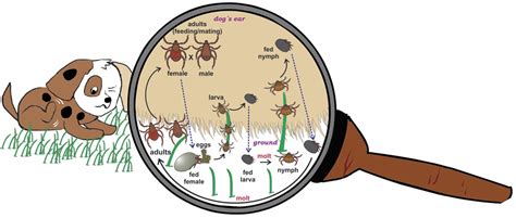 American Dog Tick Life Cycle