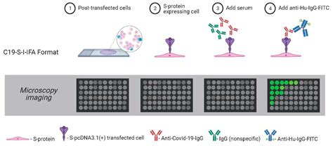 Viruses | Free Full-Text | A Novel Immunofluorescence Assay for the Rapid Serological Detection ...