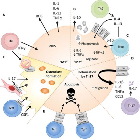 Proposed cellular and molecular mechanisms via which CD4+ T cell... | Download Scientific Diagram