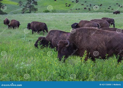 American Buffalo stock photo. Image of park, group, bison - 42172008