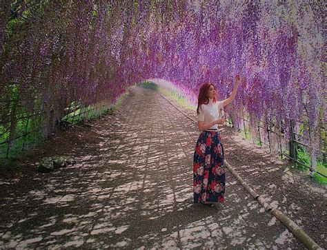 Kawachi Fuji Wisteria Tunnel Japan | Travel & Inspiration | Come Away With Me by Bianca Valerio