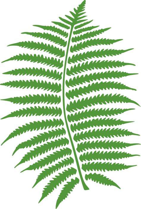 Green Fern Clip Art Image - ClipSafari