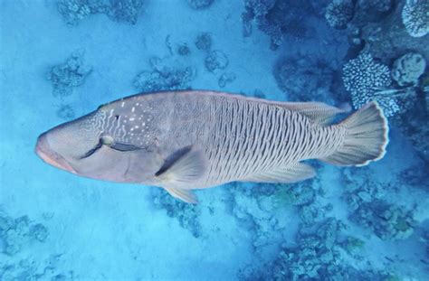 Humphead wrasse - Facts, Diet, Habitat & Pictures on Animalia.bio