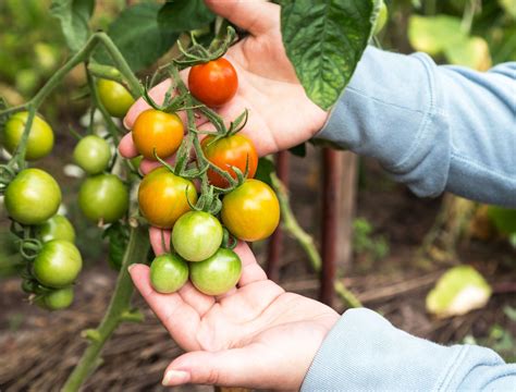 7 Tips for Harvesting Tomatoes