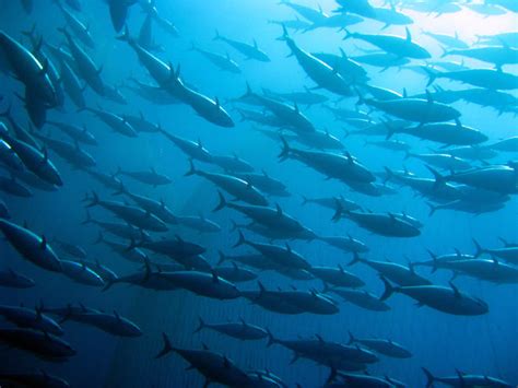 Thunnus alalunga (Albacore) (Scomber alalunga)