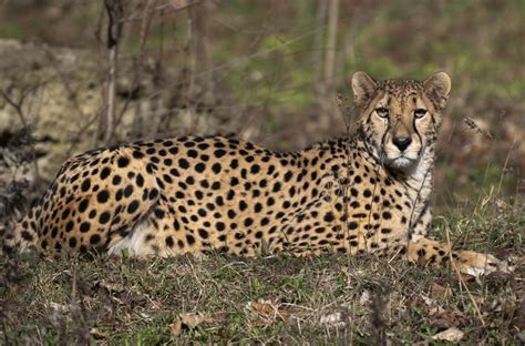 Endangered Saharan cheetah filmed in Algeria | Inquirer Technology