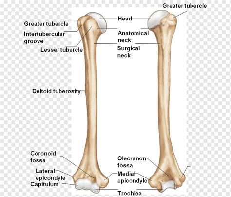 Greater And Lesser Tubercle Humerus