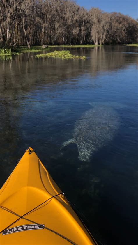 Manatee inspects my kayak : r/Kayaking