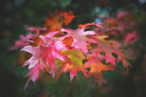 Free stock photo of fall colors, fall foliage, fall leaves
