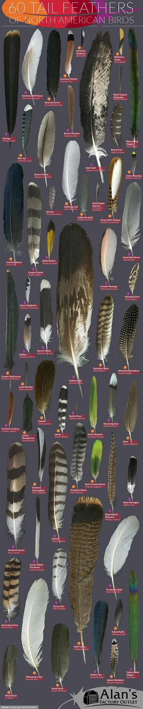 How to Identify 60 Bird Feathers in North America #infographic | Identifying birds, Beautiful ...