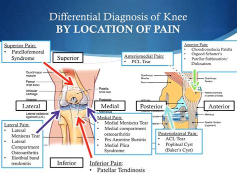 Pin on Anatomy